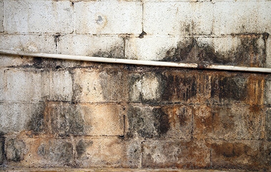 moldy basement wall